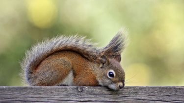 Red squirrel
