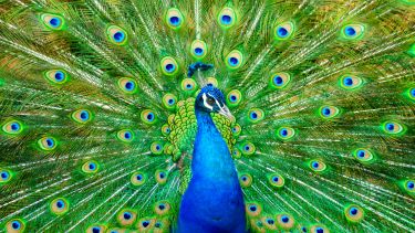 A male peacock with its tail feathers fanned.