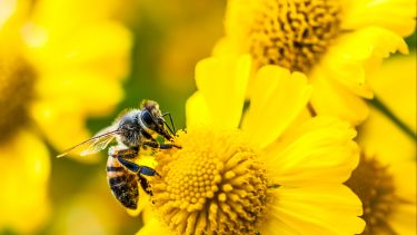 A honey bee gathering pollen on yellow flowers.