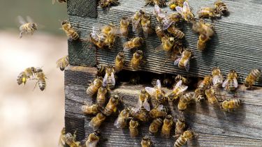 Honey bees on a hive.
