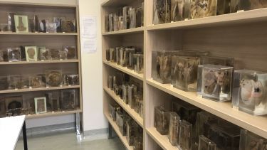 Pathology collection