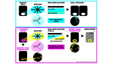 Illustration of Dan Humphreys Ring Mechanism talks