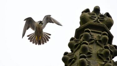 Peregrine