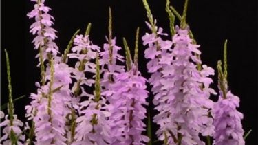 Striga plant with pink flowers