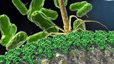 C.diff