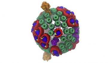 Carotenoid molecule