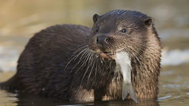 Wild otter eating a fish.