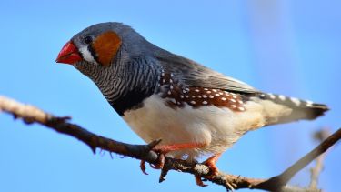 Zebra Finch on a tree branch
