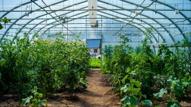 Commercial greenhouse interior
