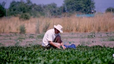 Peter Horton - food security