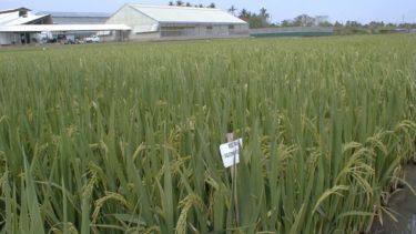 Optimisation of photosynthesis for increasing crop yield