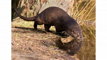 An otter drinking. Photo credit: Josh Jaggard