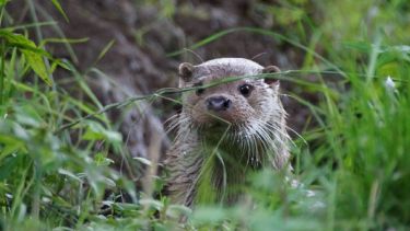 Eurasian otter peeking through grass.