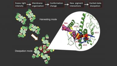 Understanding photoprotection in plants