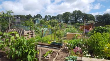 allotment on a sunny day. there are raised beds in the foreground with lots of plants.