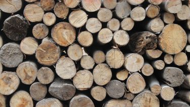Timber logs