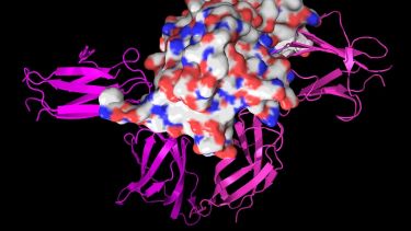 Growth hormone, centre, bound between its two receptors.