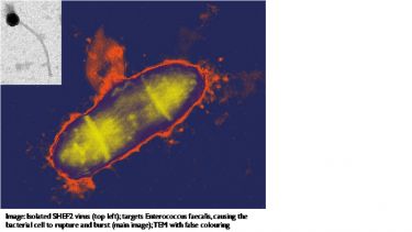Intercalation project image