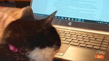study from home assistant - cat at a computer