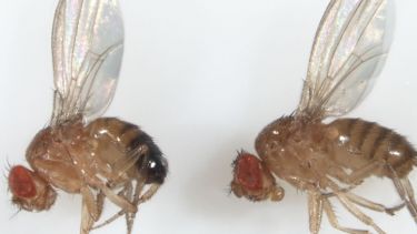 Bateson - adult flies