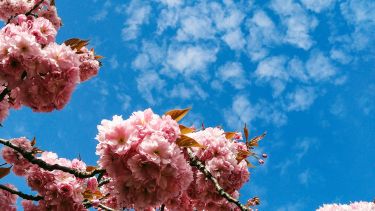 An image of pink blossom and sky