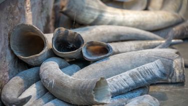 elephant tusks in a pile 