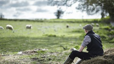 A farmer sitting in a field with sheep grazing in the distance.