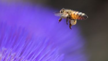 A honeybee flying towards a purple flower