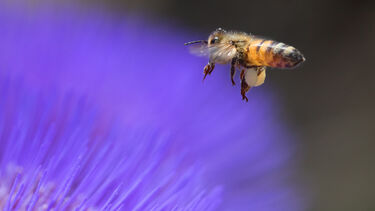 Honeybees can solve maths tests without using numbers ...