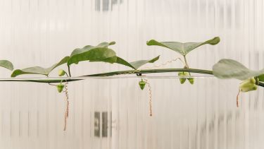 Stem of a plant growing horizontally across a hydroponic tube