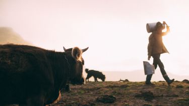 Silhouette of a farmer carrying animal feed through a field. A dog follows the farmer and a cow is in the foreground. Photo by Mihail Macri on Unsplash. 
