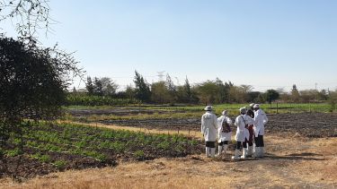 Researchers in a field in Kenya