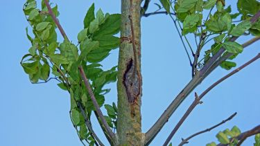 Example of a tree with ash dieback