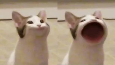 An image of a cat. One with his mouth closed and the other with his mouth open