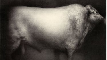 Artwork of a cow