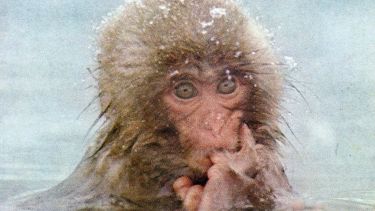 A monkey in water