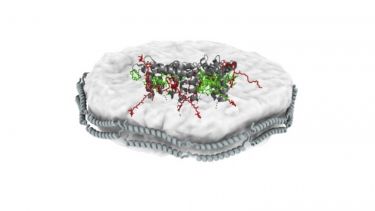 LHCII in a lipid nanodisc