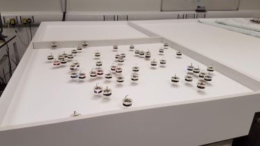 Kilobots on a table congregating in a group.