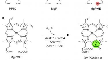 Role of YCF54