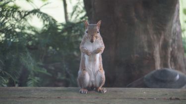 A squirrel