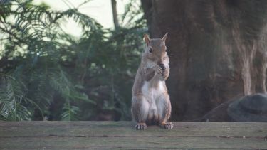 A squirrel