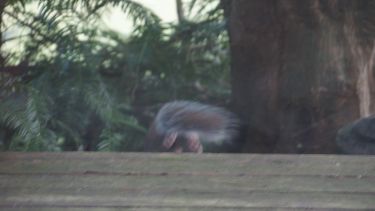 The squirrel leaves