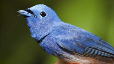 Picture of a blue bird
