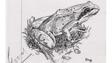A drawing of a frog