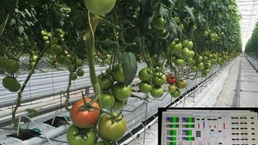 green and red tomatoes grow on a vine which spans the length of a room, in the foreground data is displayed on a laptop