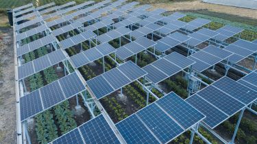 A field of solar panels aligned in rows of 10
