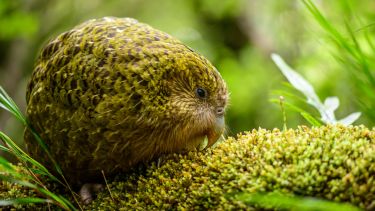 Kakapo parrot