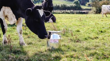 A cow sniffing a milk churn