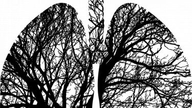 Lungs