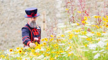 A Yeoman of the guards looks at flowers in the Tower of London moat